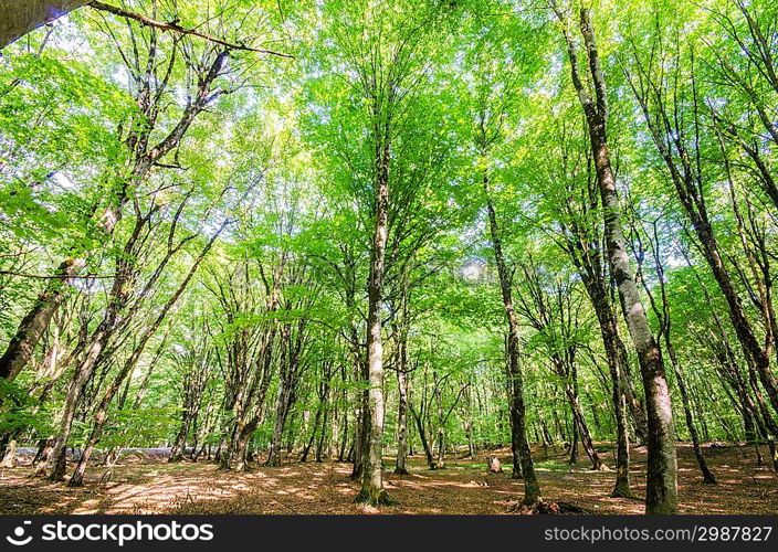 Green forest during bright summer day