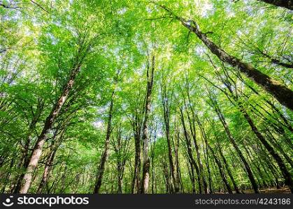 Green forest during bright summer day