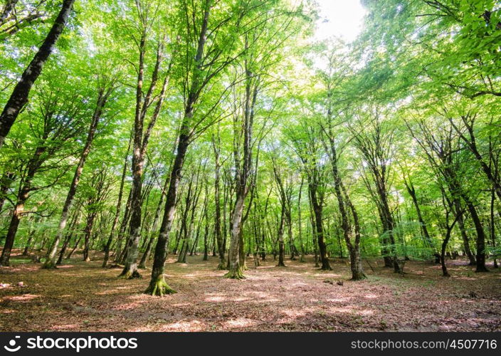 Green forest during bright summer day