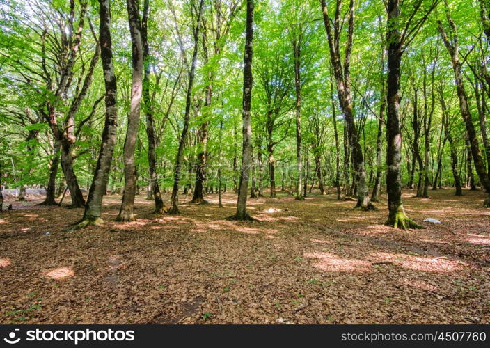 Green forest during bright summer day