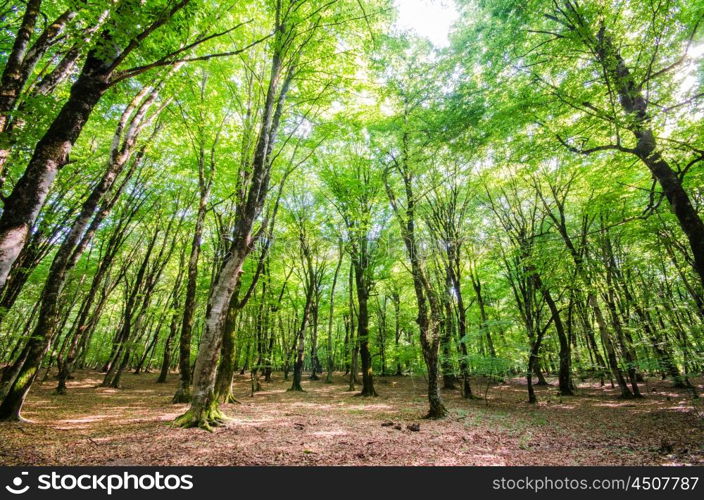 Green forest during bright summer day