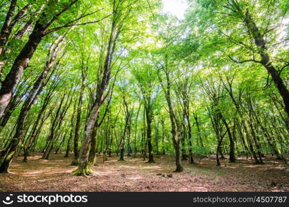 Green forest during bright summer day