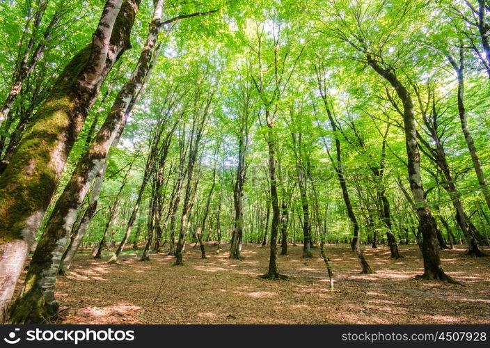 Green forest during bright summer day