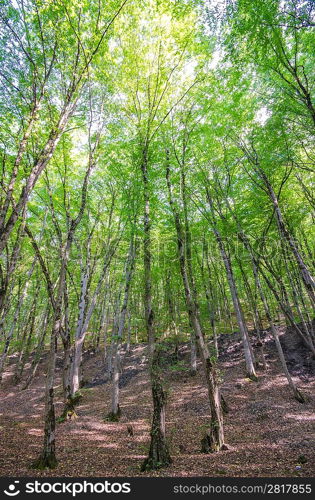 Green forest in bright summer day