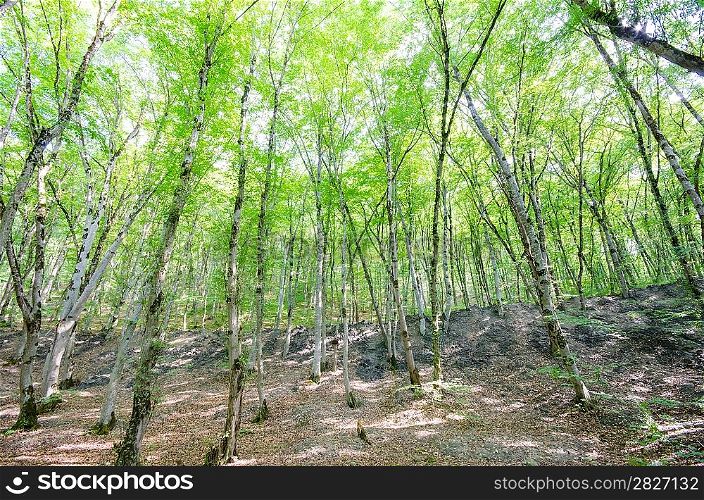 Green forest in bright summer day