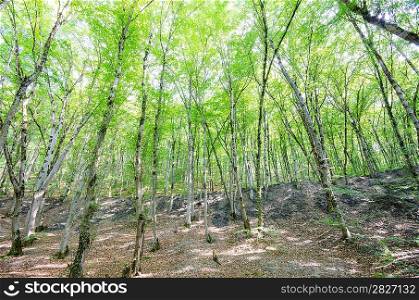 Green forest in bright summer day