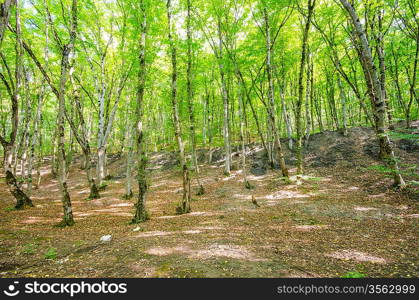 Green forest in bright summer day