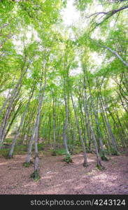 Green forest in bright summer day