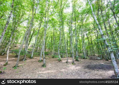 Green forest in bright summer day