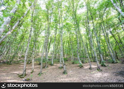 Green forest in bright summer day