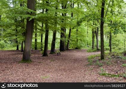 green forest in holland with wooden stool