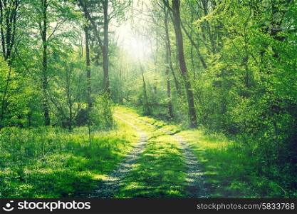 Green forest in the spring with a road and sunshine