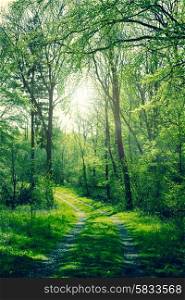Green forest in the springtime with sunshine