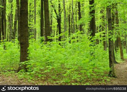 green forest landscape in the morning