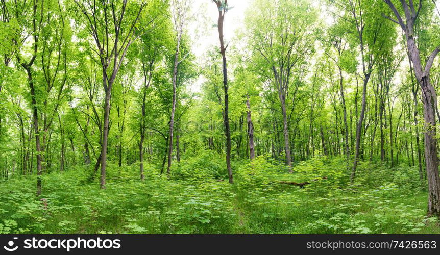 Green forest landscape panorama with trees and sun light going through leaves