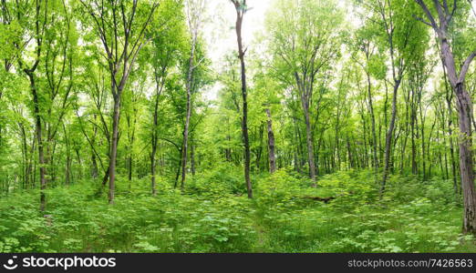 Green forest landscape panorama with trees and sun light going through leaves