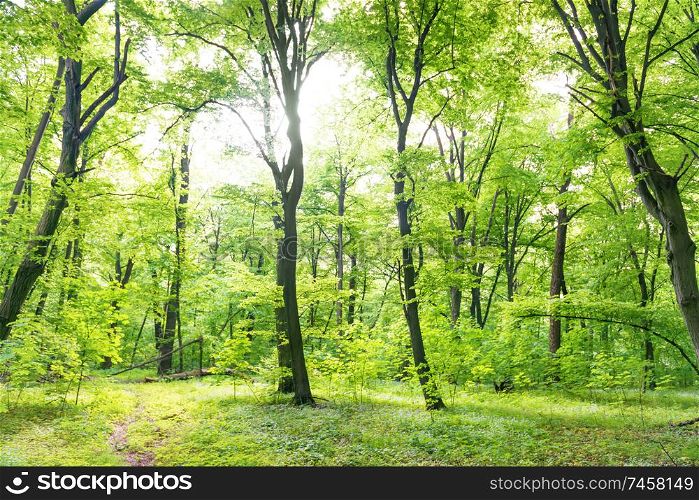 Green forest landscape with trees and sun light going through leaves