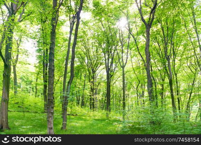 Green forest landscape with trees and sun light going through leaves