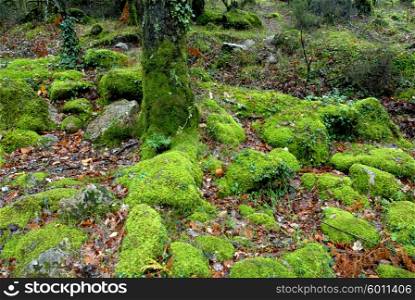 green forest moss in the portuguese national park