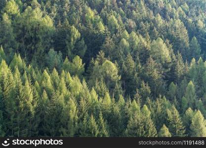 Green forest of fir and pine trees landscape background in the wilderness nature area. Concept of sustainable natural resources, healthy environment and ecology.