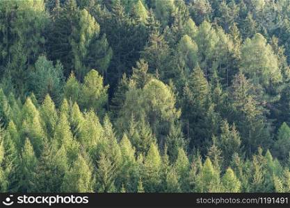 Green forest of fir and pine trees landscape background in the wilderness nature area. Concept of sustainable natural resources, healthy environment and ecology.