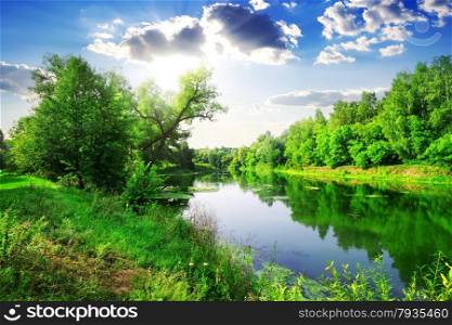 Green forest on river at sunny summer day. Green forest on river