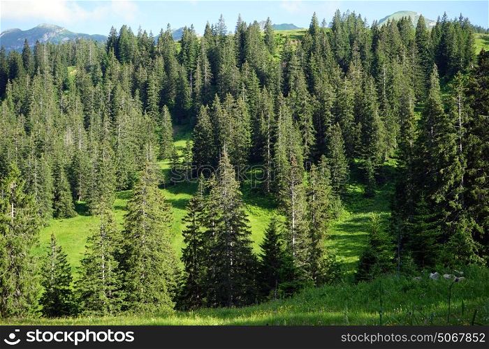 Green forest on the slope of mount in Switzerland