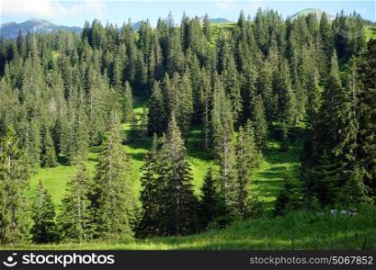 Green forest on the slope of mount in Switzerland