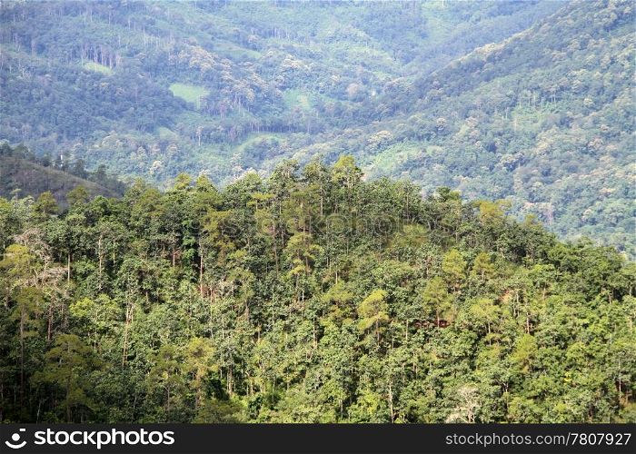 Green forest on the slope of mount, Nortrhern Thailand