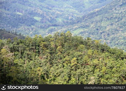 Green forest on the slope of mount, Nortrhern Thailand