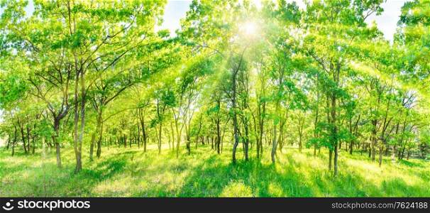 Green forest panorama - panoramic landscape with sun rays light shining through trees