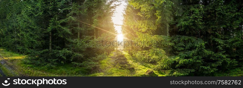 Green forest panorama scenery with sunlight shining through the pine trees an early morning