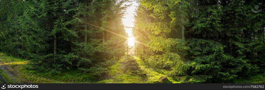 Green forest panorama scenery with sunlight shining through the pine trees an early morning