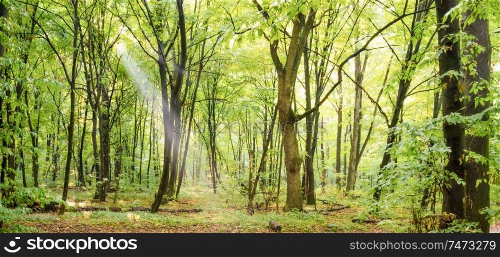 Green forest panorama with autumn trees, footpath and sun light through leaves