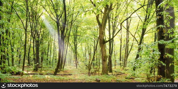 Green forest panorama with autumn trees, footpath and sun light through leaves