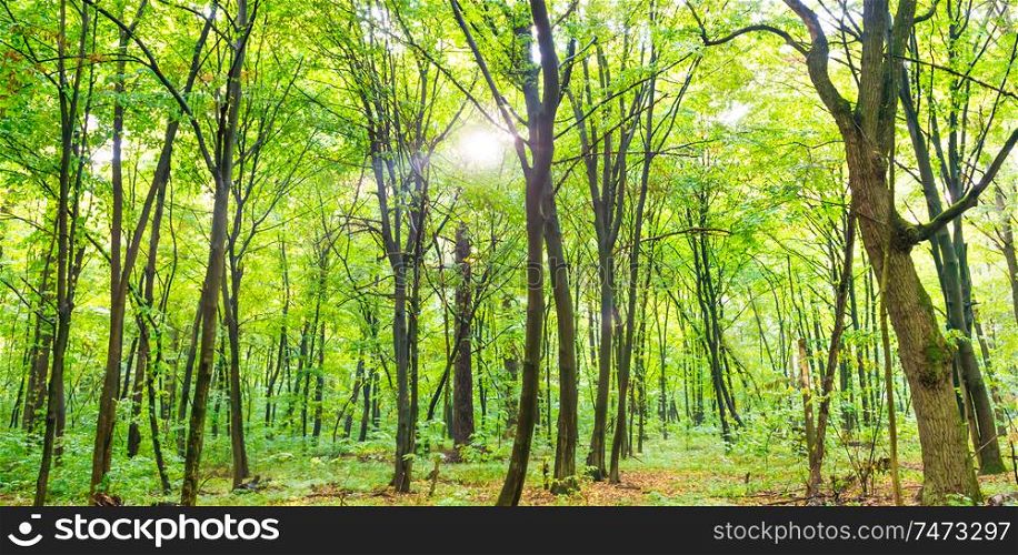 Green forest panorama with autumn trees, footpath and sun light through leaves