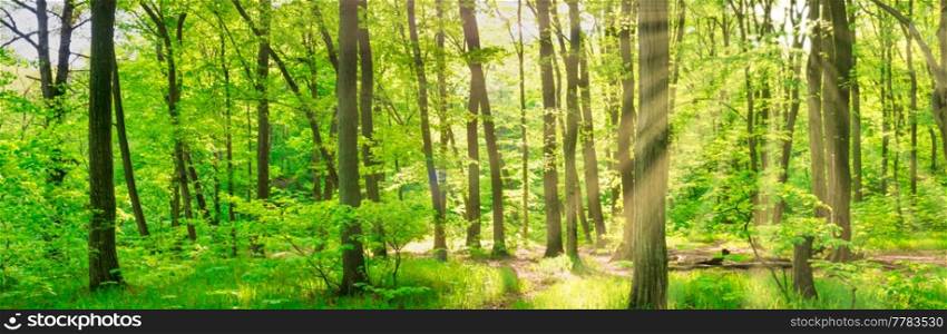 Green forest panorama with green sunny trees