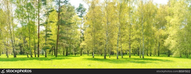 Green forest panorama  with green trees and green grass on green field