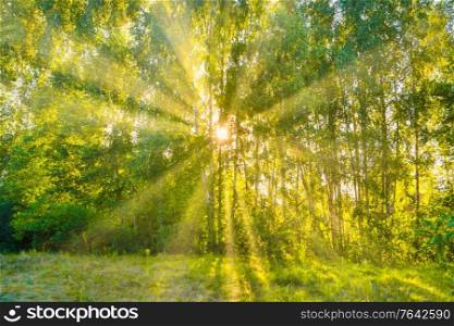 Green forest - panoramic landscape with sun rays light shining through trees