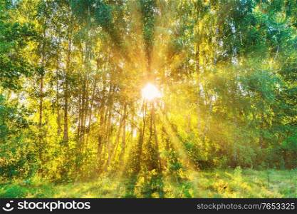Green forest - panoramic landscape with sun rays light shining through trees