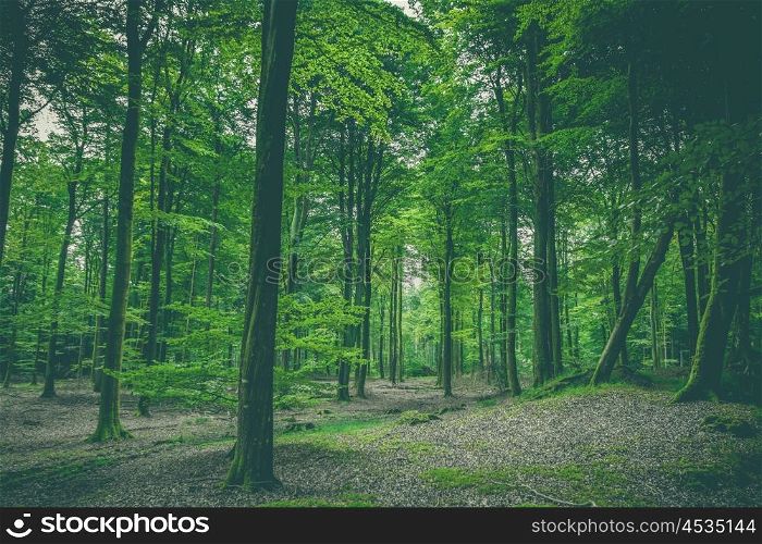 Green forest scenery with green leaves on the trees
