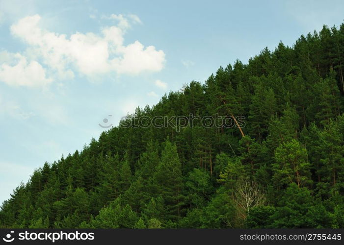 Green forest. The mixed wood on mountain in the East Europe. Ukraine.