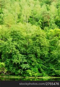 Green forest. The mixed wood on mountain in the East Europe. Ukraine.