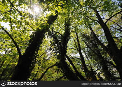 green forest tree branches with fresh leafs background