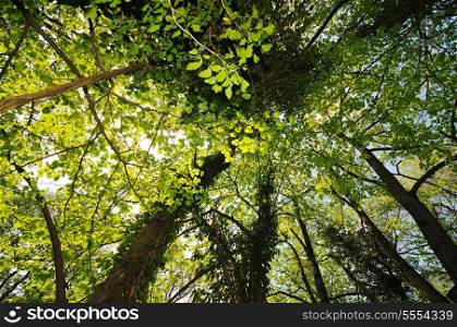 green forest tree branches with fresh leafs background