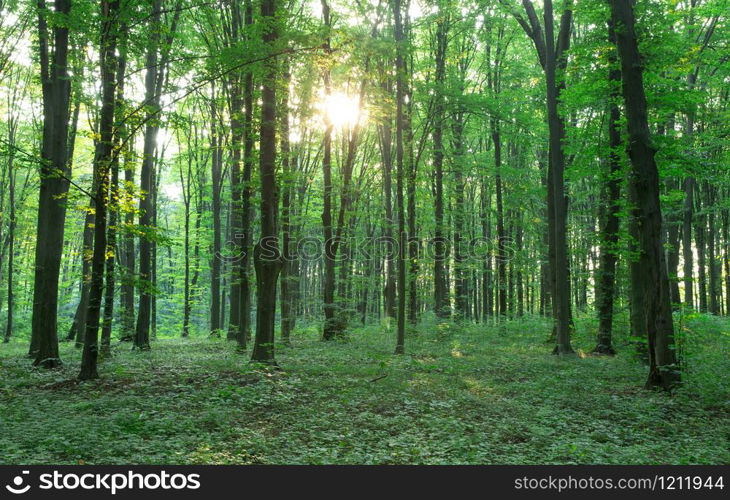 green Forest trees. nature green wood sunlight backgrounds