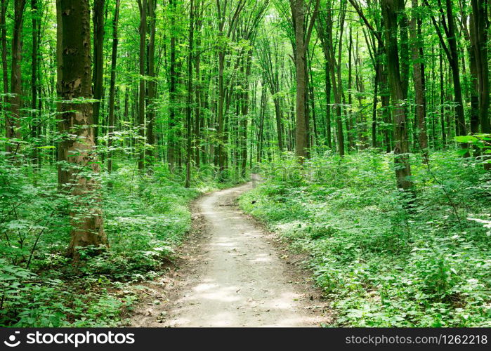 green Forest trees. nature green wood sunlight backgrounds