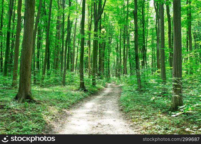 green Forest trees. nature green wood sunlight backgrounds