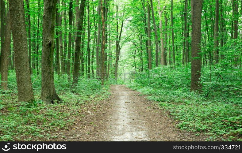 green Forest trees. nature green wood sunlight backgrounds