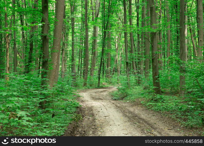 green Forest trees. nature green wood sunlight backgrounds